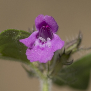 Photographie n°690337 du taxon Clinopodium vulgare L.