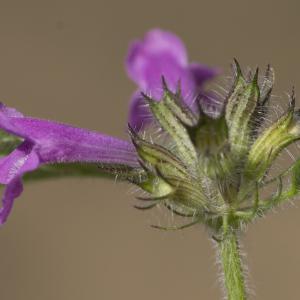 Photographie n°690338 du taxon Clinopodium vulgare L.