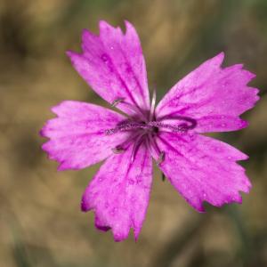 Photographie n°690339 du taxon Dianthus carthusianorum L.