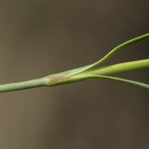 Photographie n°690340 du taxon Dianthus carthusianorum L.