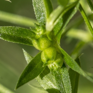 Photographie n°690349 du taxon Sherardia arvensis L. [1753]