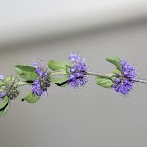 Photographie n°690351 du taxon Mentha pulegium L. [1753]