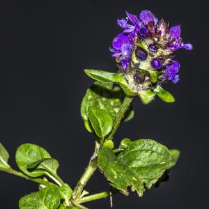 Photographie n°690370 du taxon Prunella vulgaris L.