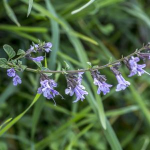 Photographie n°690382 du taxon Clinopodium nepeta (L.) Kuntze [1891]