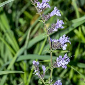 Photographie n°690383 du taxon Clinopodium nepeta (L.) Kuntze [1891]