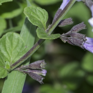 Photographie n°690384 du taxon Clinopodium nepeta (L.) Kuntze [1891]