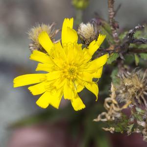 Photographie n°690395 du taxon Hieracium umbellatum L. [1753]