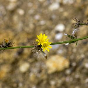 Photographie n°690401 du taxon Chondrilla juncea L.