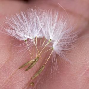 Photographie n°690403 du taxon Chondrilla juncea L.