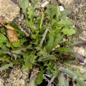 Photographie n°690404 du taxon Chondrilla juncea L.