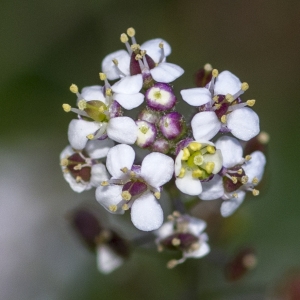  - Lepidium graminifolium L.