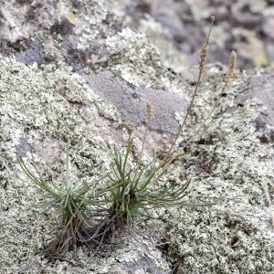 Photographie n°690416 du taxon Plantago holosteum Scop.