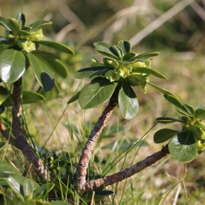 Photographie n°690426 du taxon Daphne laureola L. [1753]