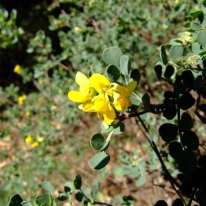 Photographie n°690444 du taxon Coronilla valentina subsp. glauca (L.) Batt. [1889]