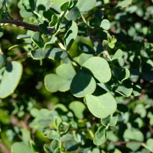 Photographie n°690446 du taxon Coronilla valentina subsp. glauca (L.) Batt. [1889]