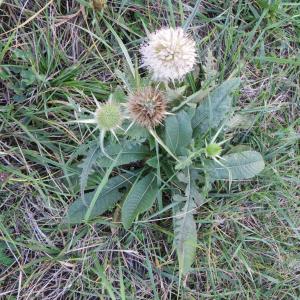 Photographie n°690555 du taxon Dipsacus laciniatus L.