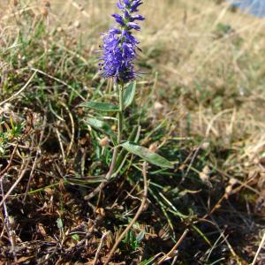 Photographie n°690687 du taxon Veronica spicata L. [1753]