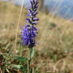  - Veronica spicata L. [1753]