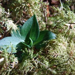  - Goodyera repens (L.) R.Br.