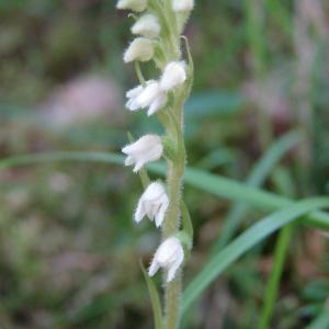  - Goodyera repens (L.) R.Br.