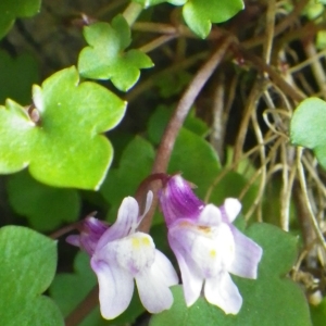 Cymbalaria aequitriloba (Viv.) A.Chev. (Cymbalaire trilobée)