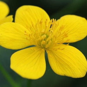 Photographie n°690969 du taxon Caltha palustris L. [1753]