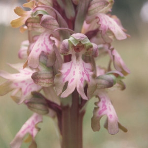Photographie n°690976 du taxon Himantoglossum robertianum (Loisel.) P.Delforge [1999]