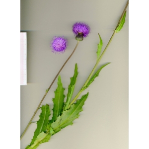 Cirsium pseudopannonicum Schur (Cirse cendré)