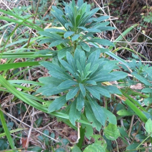 Photographie n°691161 du taxon Euphorbia amygdaloides L. [1753]