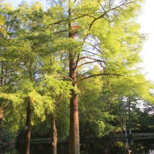 Photographie n°691190 du taxon Taxodium distichum (L.) Rich. [1810]