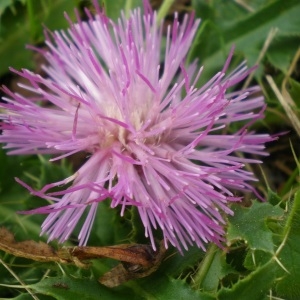 Photographie n°691219 du taxon Cirsium acaulon (L.) Scop. [1769]