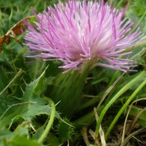 Photographie n°691221 du taxon Cirsium acaulon (L.) Scop. [1769]