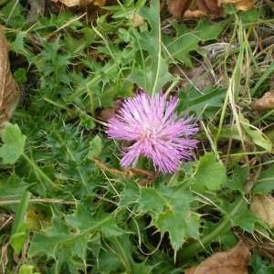 Photographie n°691222 du taxon Cirsium acaulon (L.) Scop. [1769]