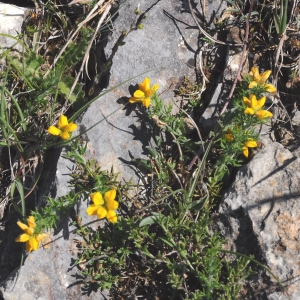 Photographie n°691303 du taxon Genista hispanica L. [1753]