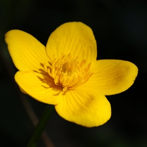 Photographie n°691359 du taxon Caltha palustris L. [1753]