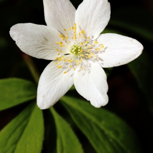 Photographie n°691362 du taxon Anemone nemorosa L. [1753]