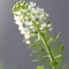  Liliane Roubaudi - Lepidium virginicum L.