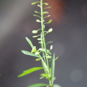 Photographie n°691382 du taxon Lepidium virginicum L.