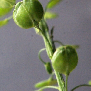 Photographie n°691388 du taxon Lepidium virginicum L.