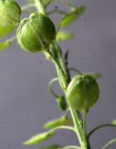 Liliane Roubaudi, le 15 novembre 2015 (Lyon)