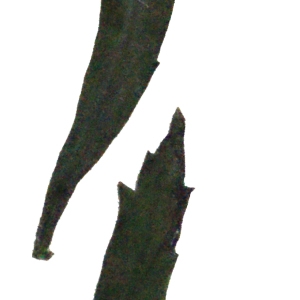 Photographie n°691391 du taxon Lepidium virginicum L.