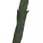 Liliane Roubaudi - Lepidium virginicum L.