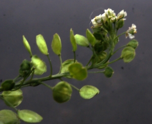 Liliane Roubaudi, le 15 novembre 2015 (Lyon)