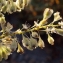  Liliane Roubaudi - Fallopia sachalinensis (F.Schmidt) Ronse Decr. [1988]