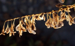 Liliane Roubaudi, le 15 novembre 2015 (Lyon)