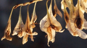 Liliane Roubaudi, le 15 novembre 2015 (Lyon)