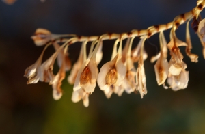 Liliane Roubaudi, le 15 novembre 2015 (Lyon)