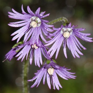 Photographie n°691466 du taxon Soldanella villosa Darracq [1850]