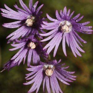 Photographie n°691467 du taxon Soldanella villosa Darracq [1850]