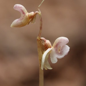 Photographie n°691500 du taxon Epipogium aphyllum Sw. [1814]